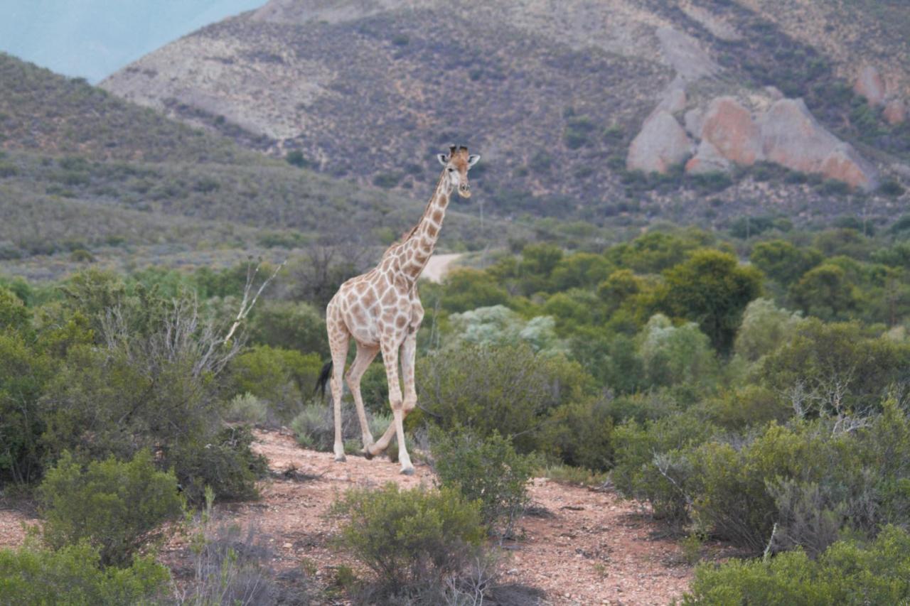 Zwartberg View Mountain * Oudtshoorn