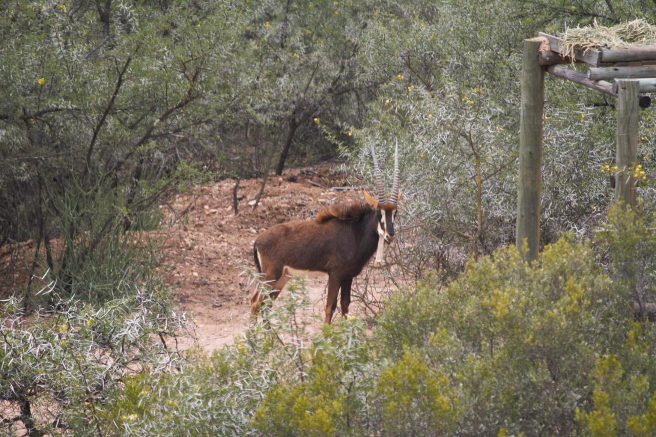 Zwartberg View Mountain * Oudtshoorn