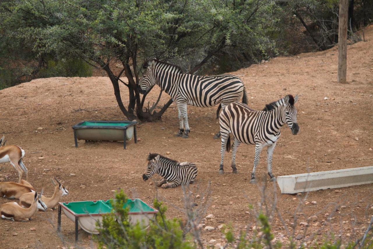Zwartberg View Mountain Lodge Oudtshoorn