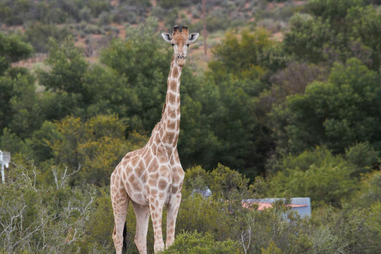 Zwartberg View Mountain * Oudtshoorn