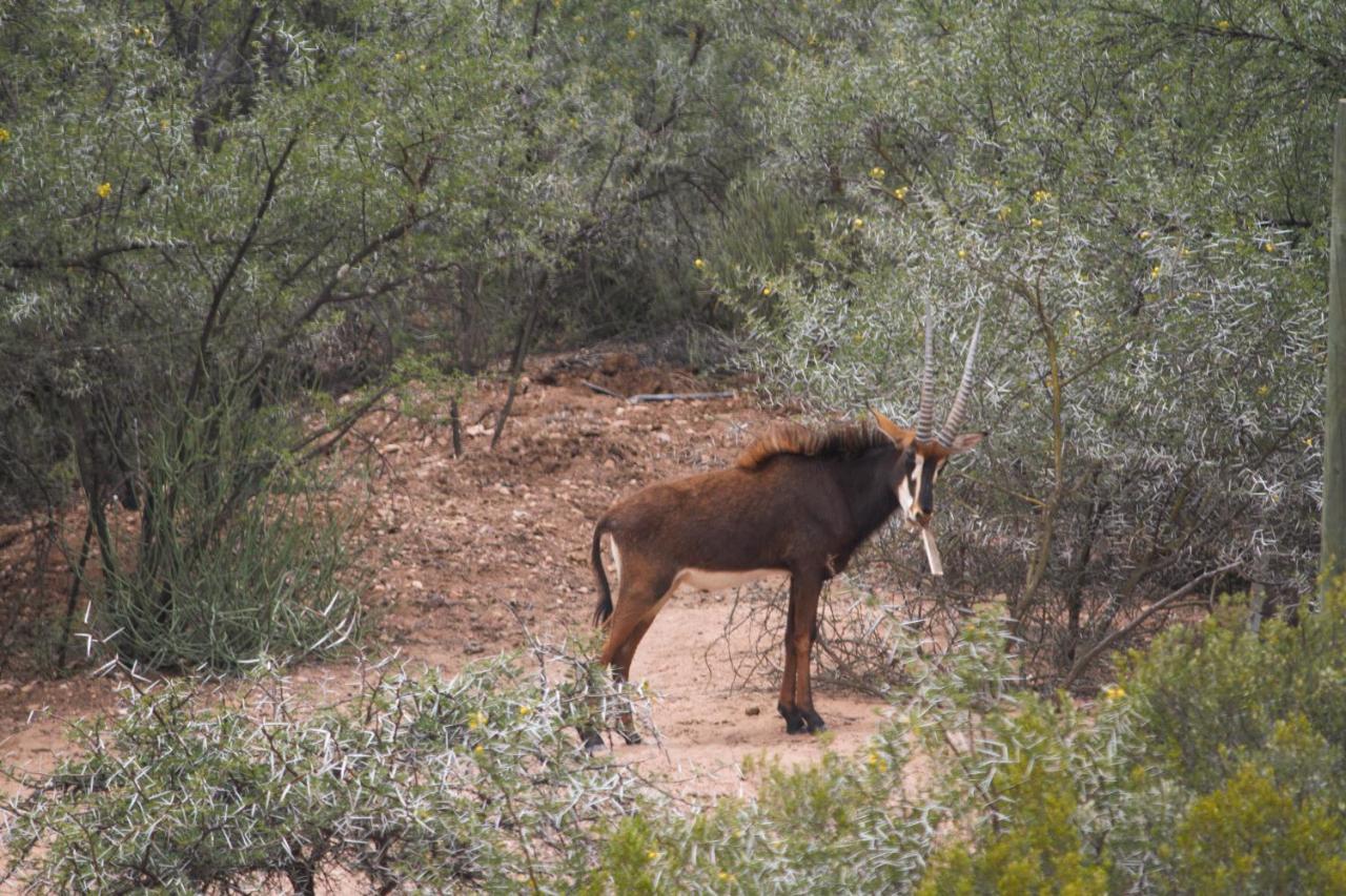 Zwartberg View Mountain Lodge Oudtshoorn