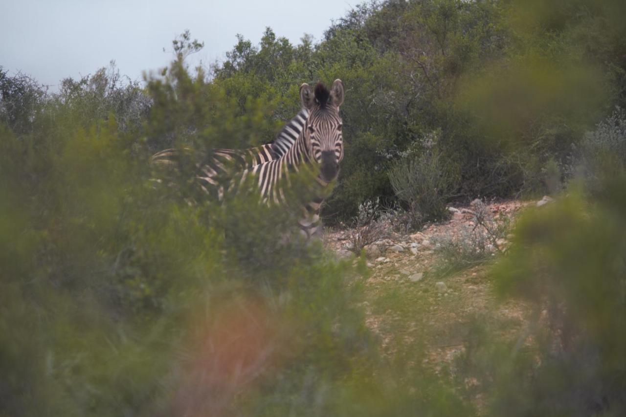 Zwartberg View Mountain Oudtshoorn