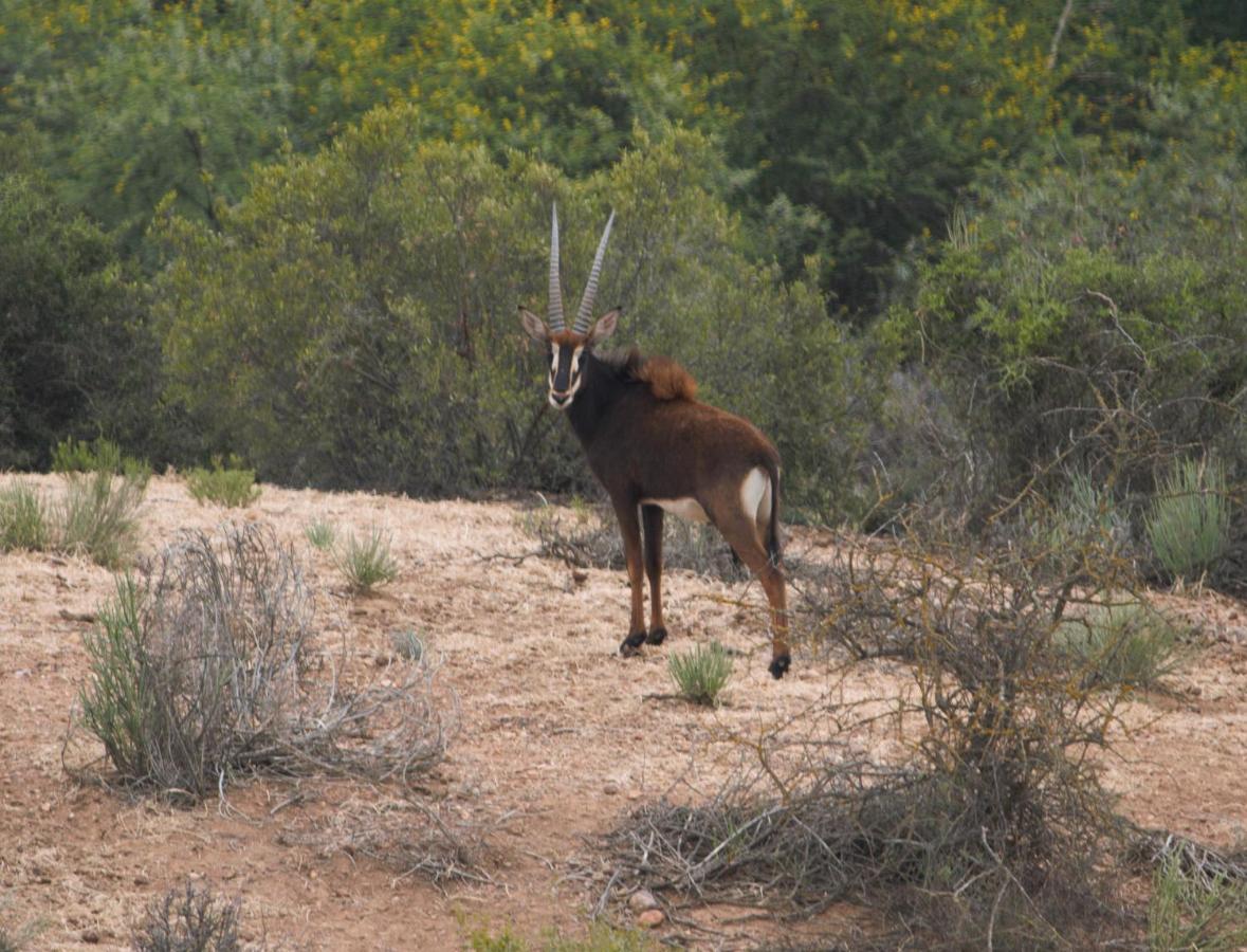 Lodge Zwartberg View Mountain Oudtshoorn