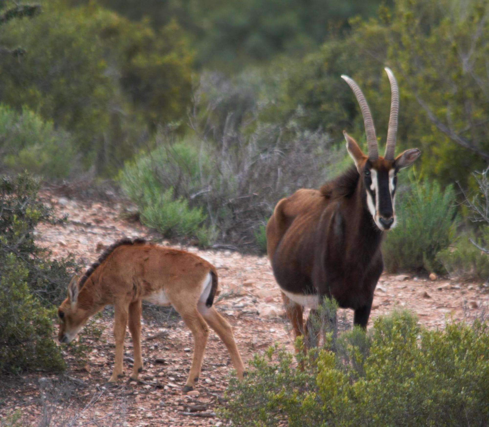Zwartberg View Mountain Lodge Oudtshoorn
